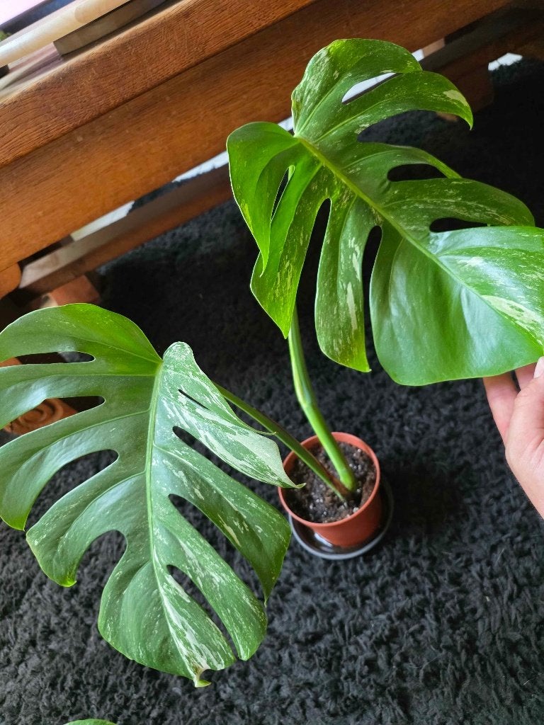 Monstera thai Constellation, Enlèvement, Autres espèces, En pot, Moins de 100 cm