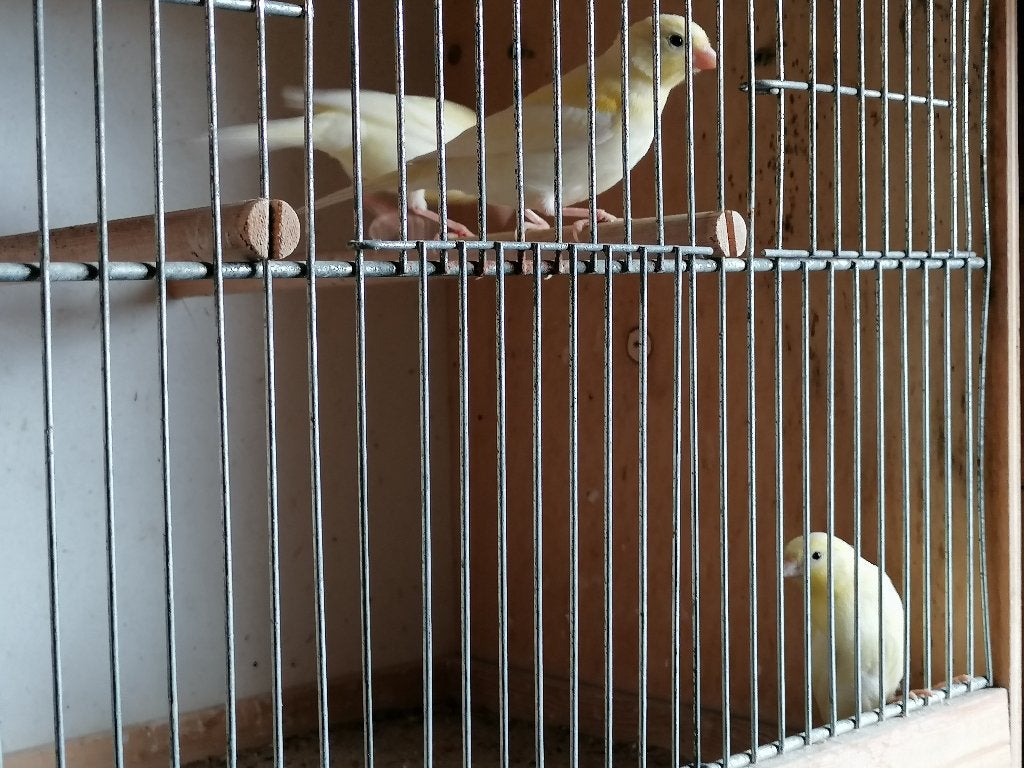 Vogels kanarie, Dieren en Toebehoren, Vogels | Kanaries, Mannelijk, Zangkanarie