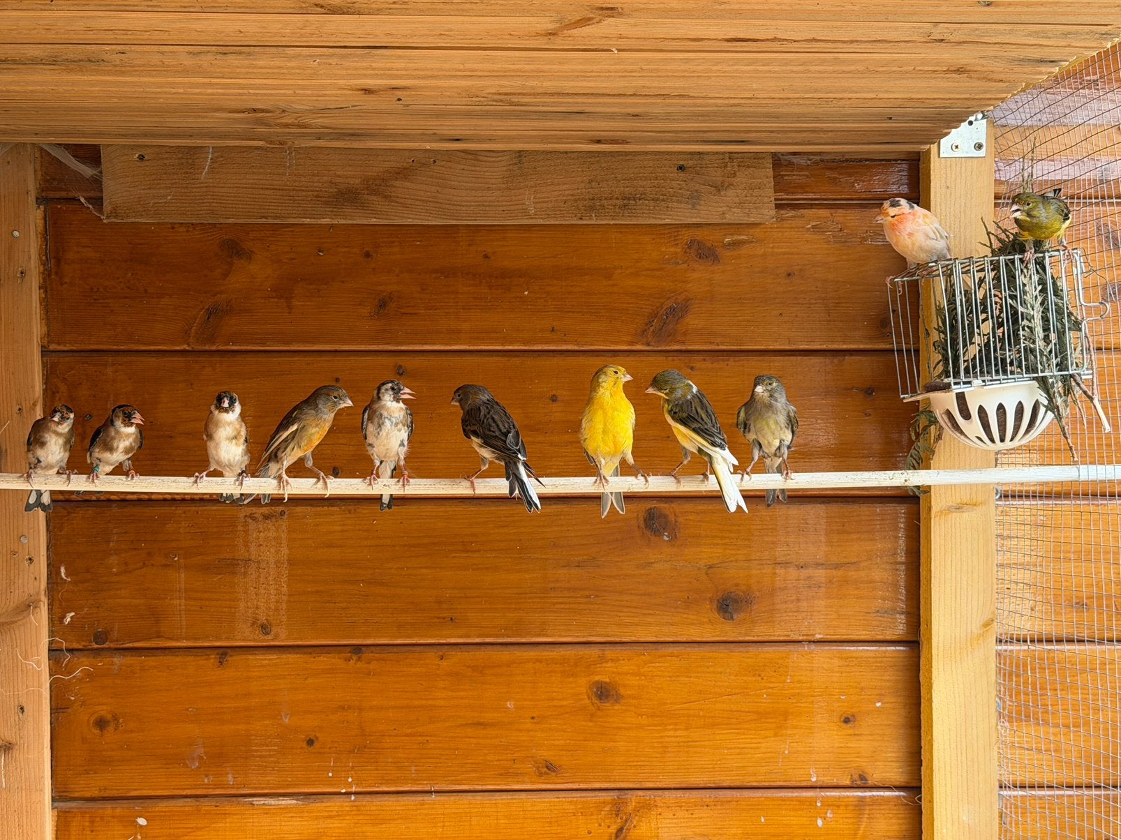 Chardonneret et canaris bagues, Ophalen of Verzenden