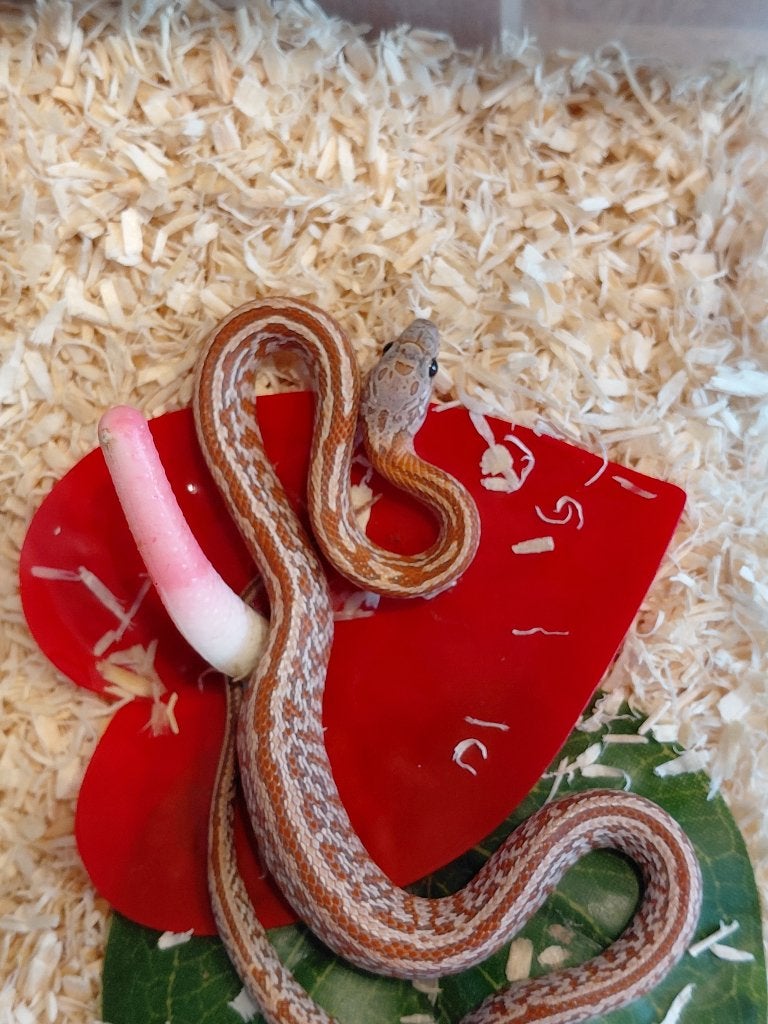 hypo sunkissed tessera het cinder / lavender, Dieren en Toebehoren, Reptielen en Amfibieën, Slang, 0 tot 2 jaar