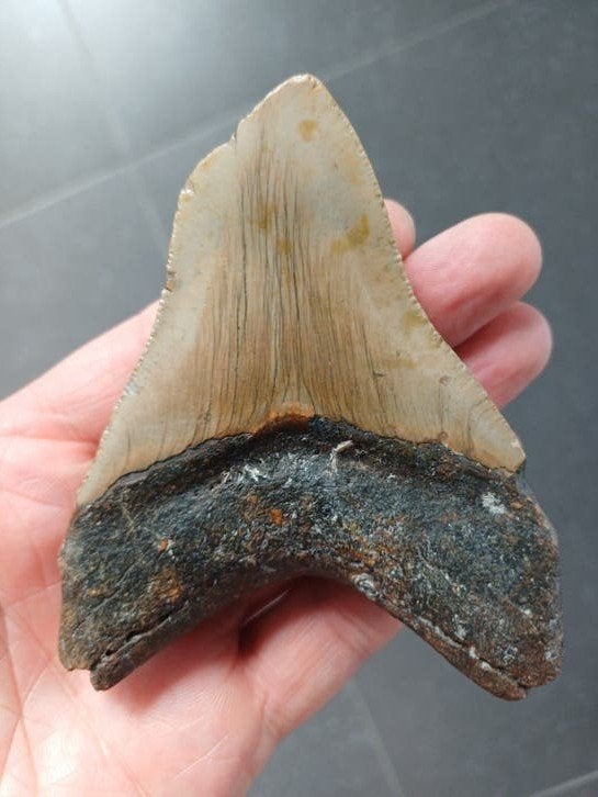 dent de mégalodon, Enlèvement ou Envoi, Fossile