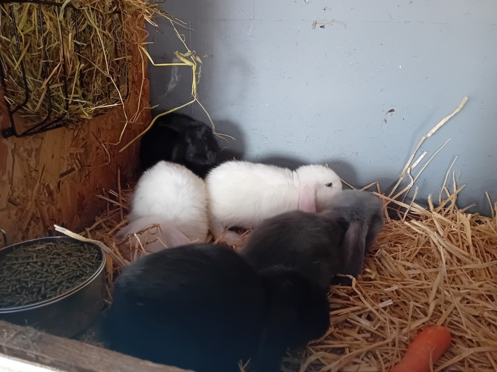 Franse hangoortjes te reserveren, Plusieurs animaux, Grand, Oreilles tombantes