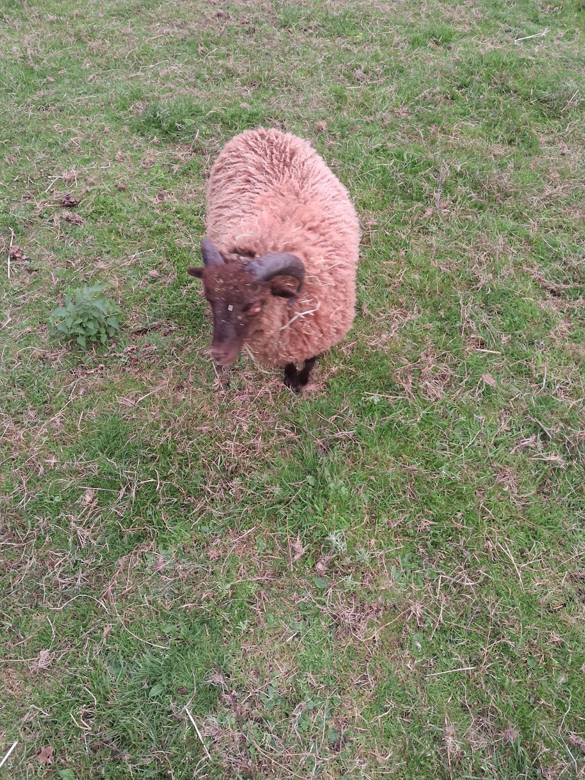 ouessant ram