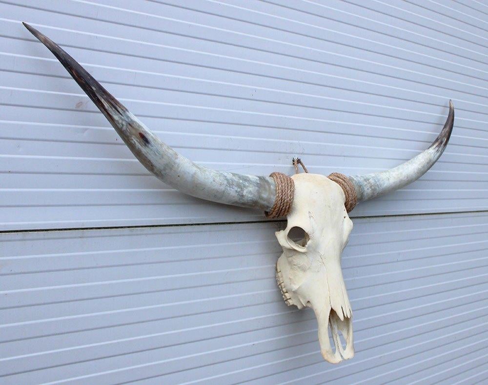 Grote schedel TEXAS STYLE LONGHORN 144 cm - ref. J, Ophalen, Nieuw, Boerderijdier, Schedel