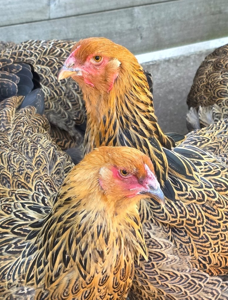 Poules Brahma perdix dorées maillées, grande race., Femelle, Poule ou poulet
