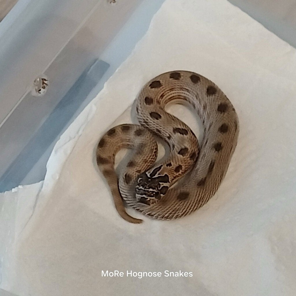 Heterodon nasicus Artic het lavender, Dieren en Toebehoren, Reptielen en Amfibieën, Slang, 0 tot 2 jaar