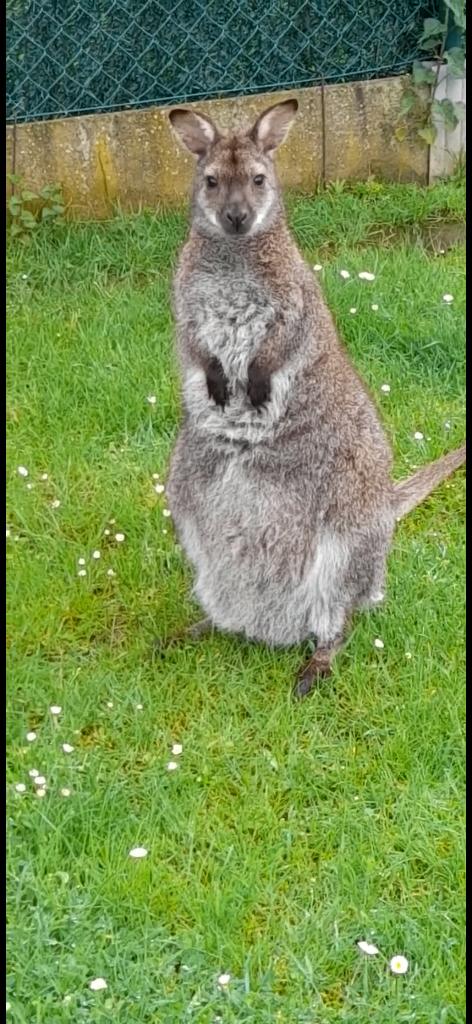 Wallaby  kangoeroe, Juillet, Mâle