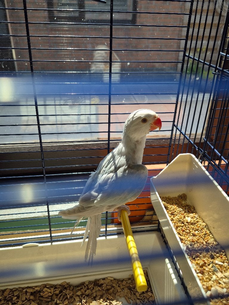 Halsbandparkieten, Dieren en Toebehoren, Geringd