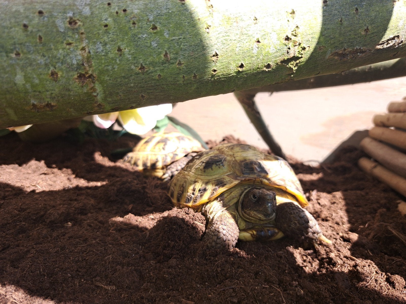 Gezocht vrouwelijke russische vierteen schildpad, Tortue