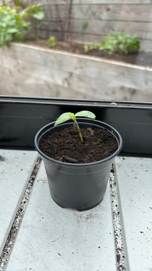 Meloen planjes, Tuin en Terras, Planten | Fruitbomen, Ophalen