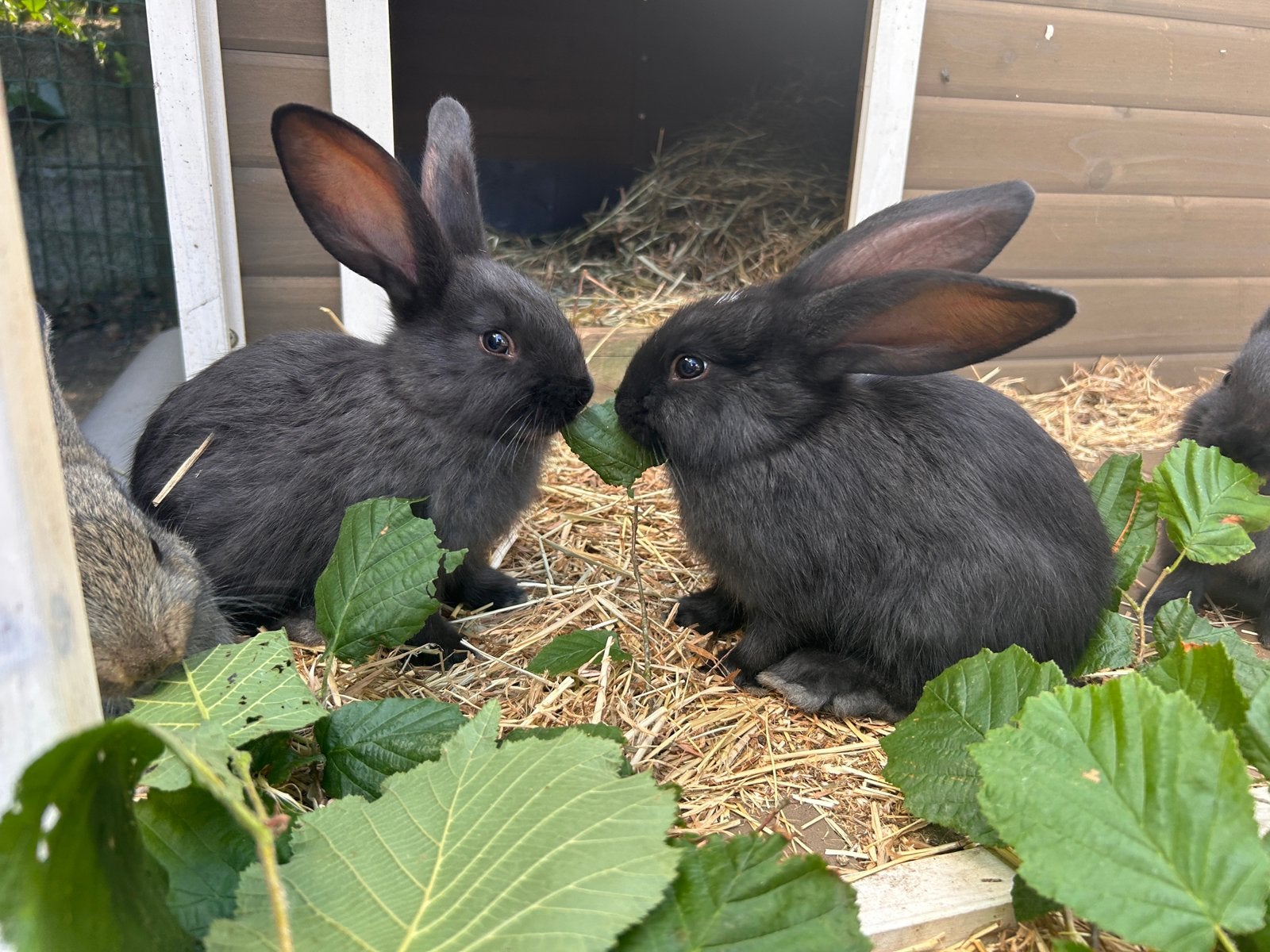 Vlaamse reus prachtige rammelaar, Dieren en Toebehoren, Konijnen, Groot, Mannelijk, 0 tot 2 jaar