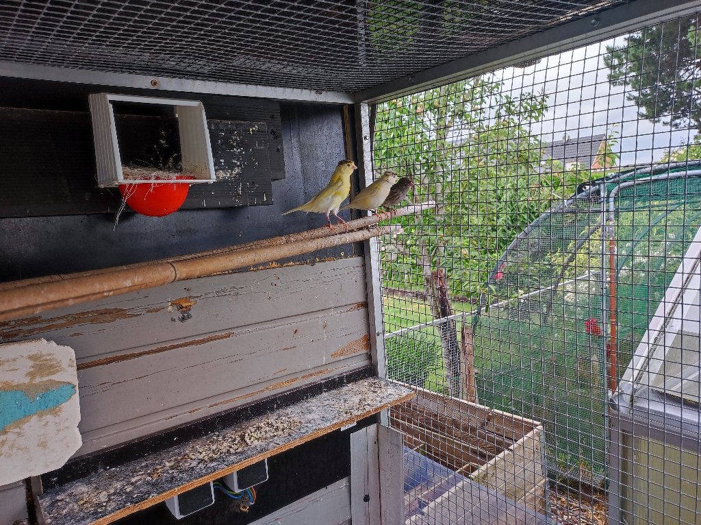 Kanaries, Dieren en Toebehoren, Vogels | Kanaries, Vrouwelijk, Kleurkanarie