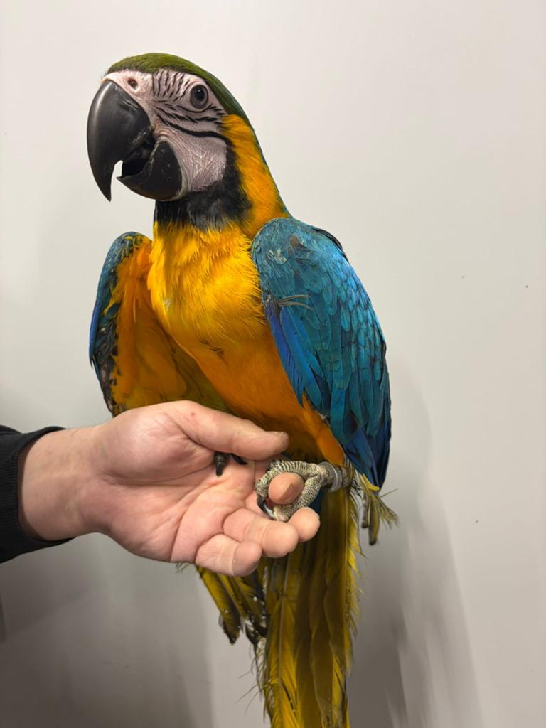 Handtamme jonge blauwe geel ara 2025, Dieren en Toebehoren, Vogels | Parkieten en Papegaaien, Papegaai, Geringd