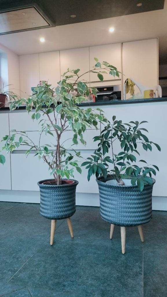 Ficusplanten in Handed By sierpotten op pootjes, Maison & Meubles, Plantes d'intérieur, Ficus, Moins de 100 cm, Plante verte, Ombre partielle