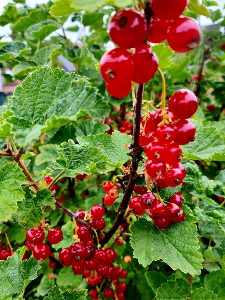 aalbessen - rode bessen - vers biologisch fruit, Ophalen