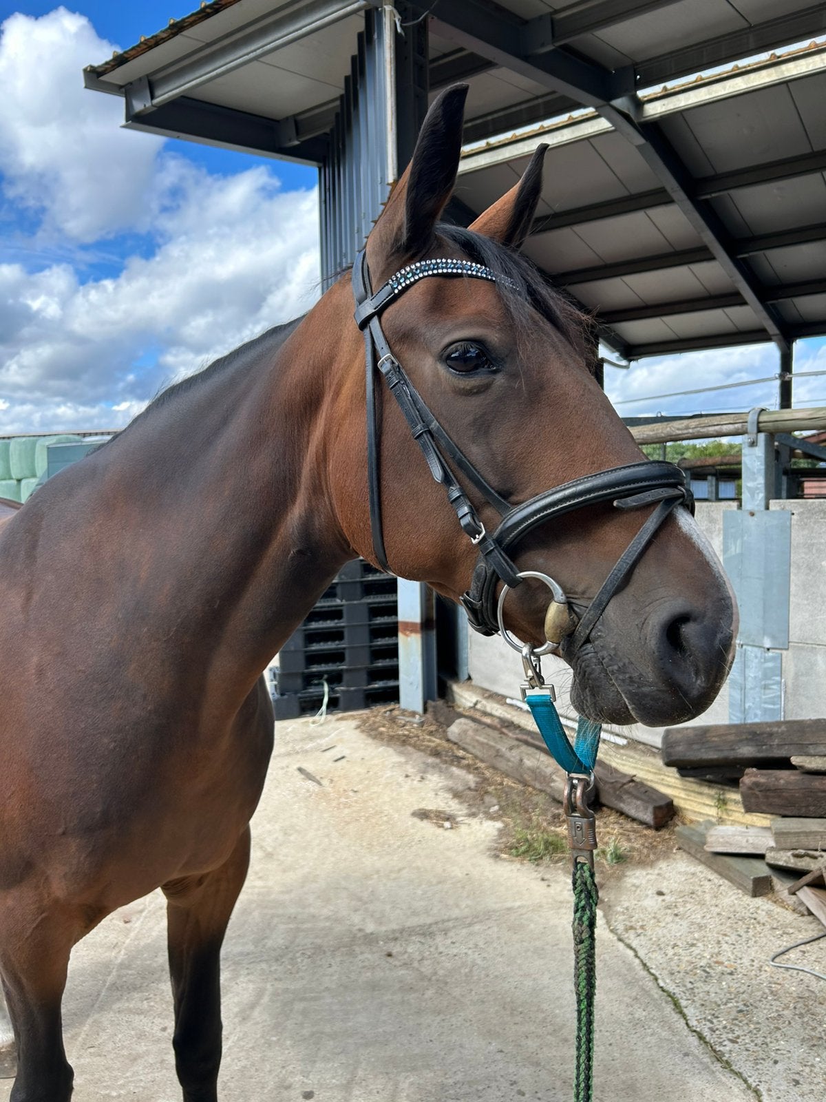 Recreatie paard, Merrie, Minder dan 160 cm, Met stamboom, Zadelmak