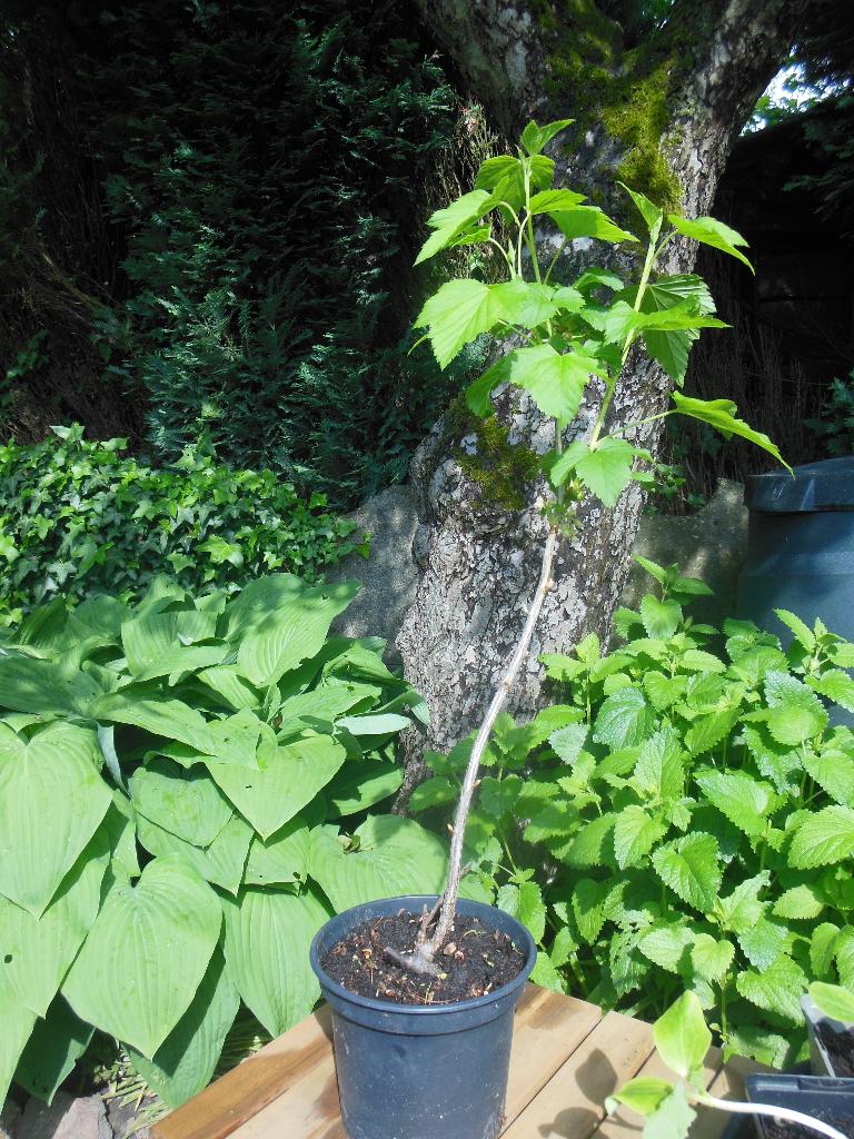 Struikje Zwarte bes / Cassis (Ribes Nigrum), Tuin en Terras, Planten | Fruitbomen, Ophalen, Lente, Overige soorten, Volle zon