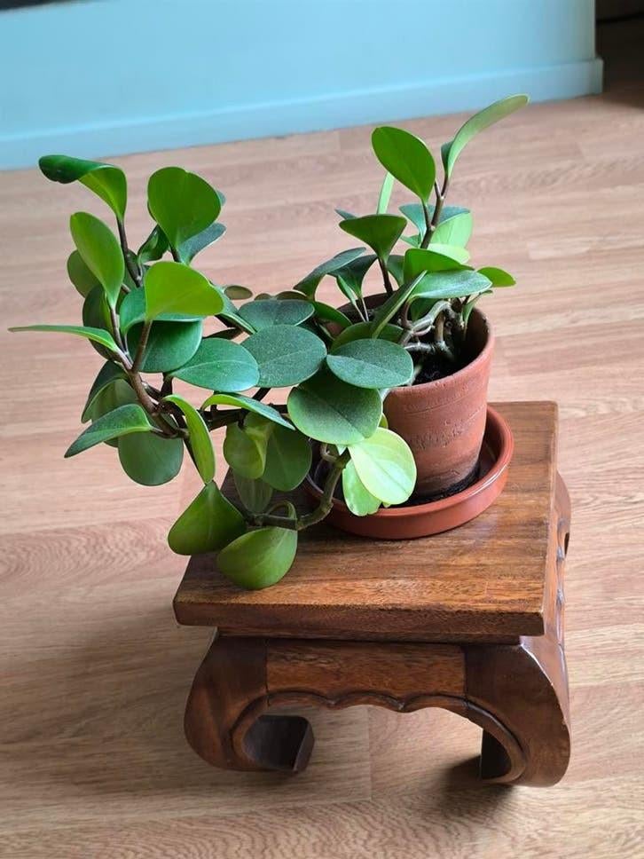 Robuuste houten bijzettafel/opiumtafel, Ophalen of Verzenden
