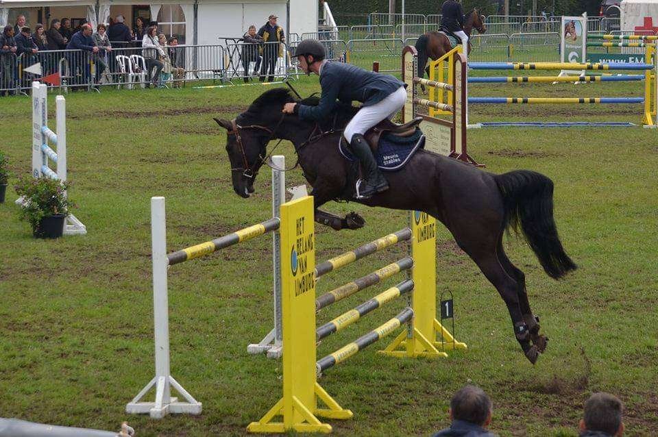 BWP merrie drachtig van Ceasar ter Linden, ZZ, 11 ans ou plus, Avec pedigree, Cheval de saut