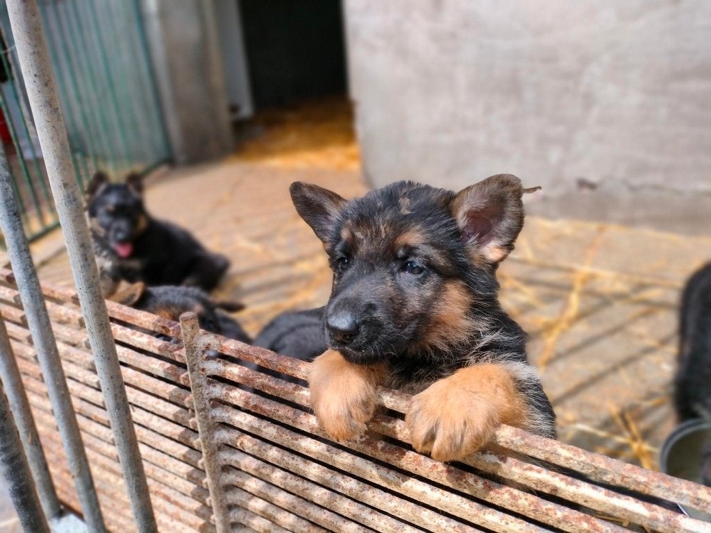 Duitse herder pups, Dieren en Toebehoren, België, Fokker | Hobbymatig, 8 tot 15 weken, Parvo