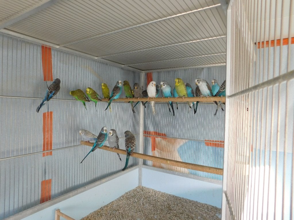 Grasparkieten, Animaux & Accessoires, Plusieurs animaux, Perruche, Bagué