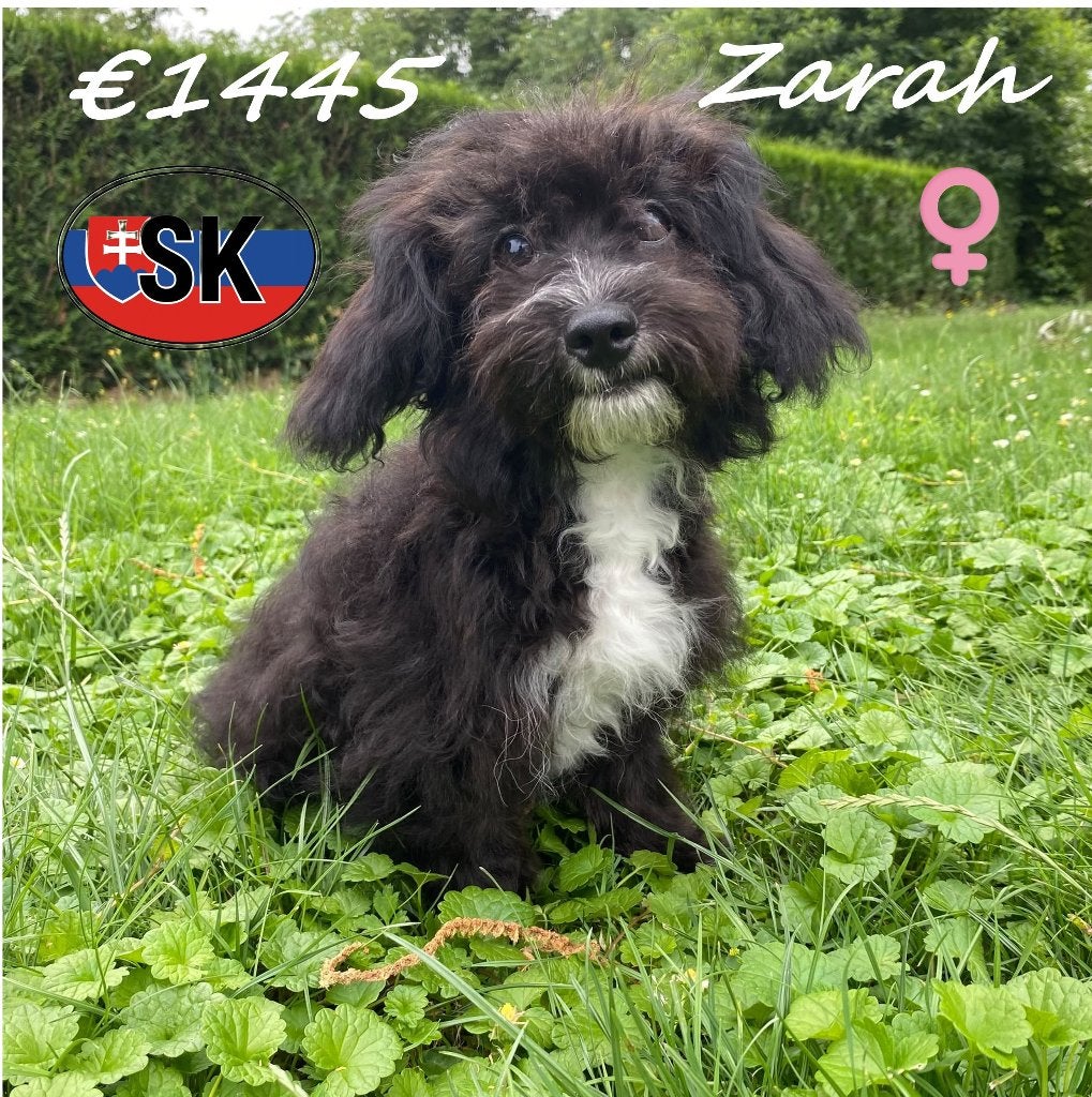 Zarah, een lieve Maltipoo, Dieren en Toebehoren, 15 weken tot 1 jaar, Buitenland, Teef, Parvo