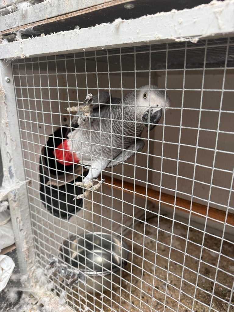 Verschillende kweekkoppels grijze roodstaarten, Dieren en Toebehoren, Pratend