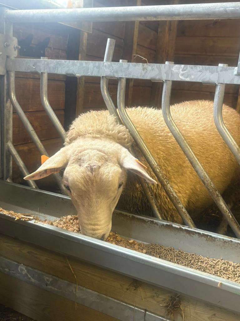 Ramlammeren gezocht, Animaux & Accessoires, Moutons, Chèvres & Cochons