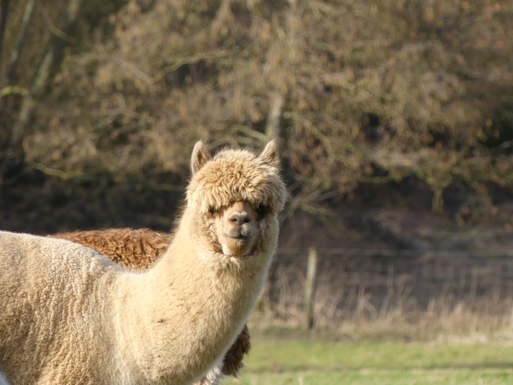 Alpaca Hengst, Août, Mâle