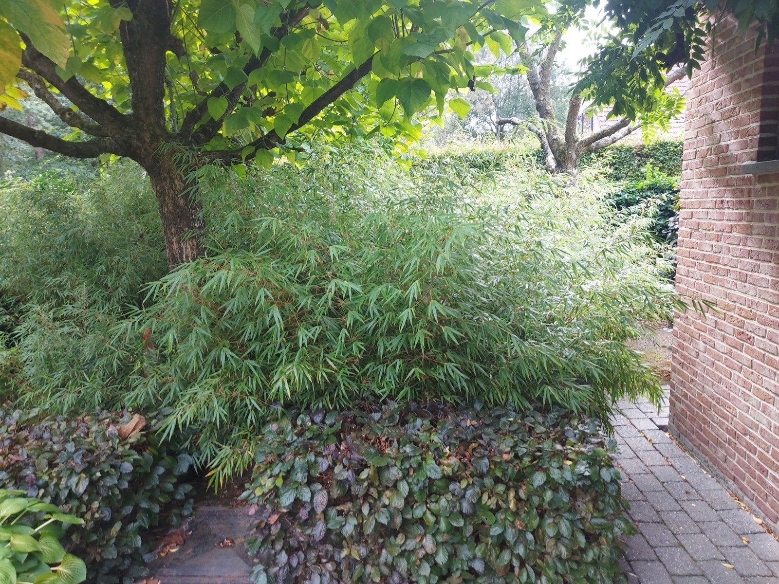 bamboe fargesia rufa, Tuin en Terras, Ophalen, Bamboe