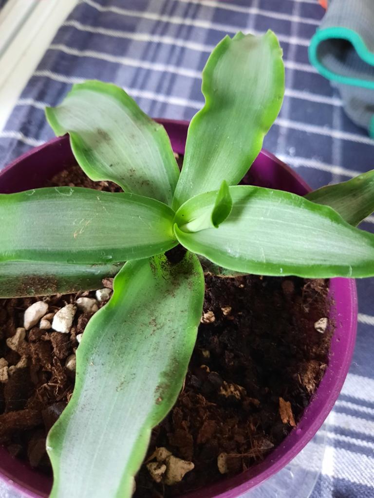 Callisia fragrans stekje, Huis en Inrichting, Kamerplanten, Ophalen, Vetplant, Halfschaduw, In pot