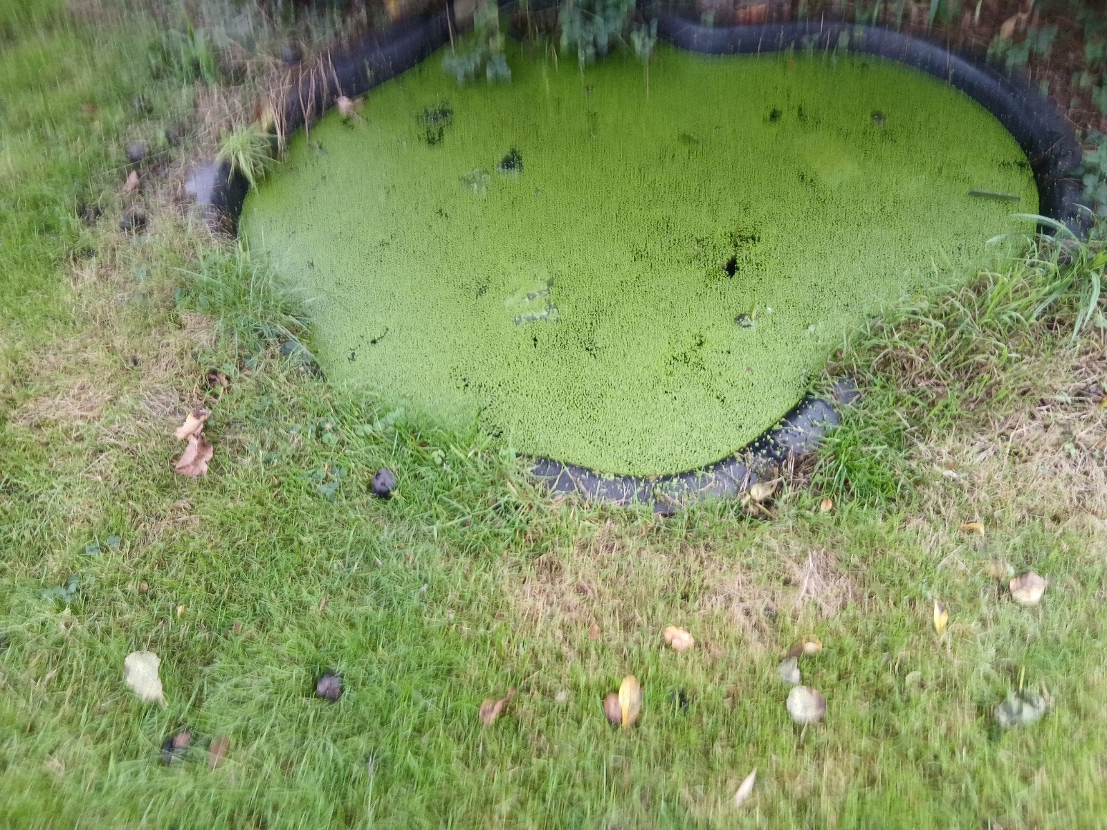 vijver te koop, Tuin en Terras, Ophalen, Gebruikt