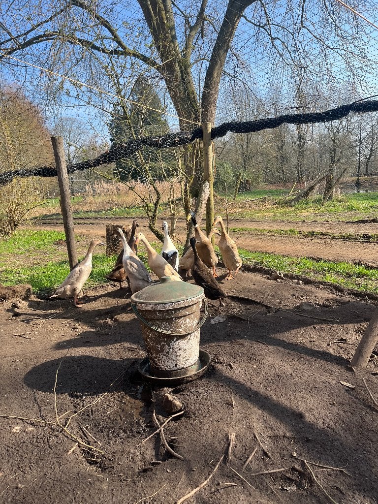 Indische loopeend: vrouwtjes, Dieren en Toebehoren, Vrouwelijk, Eend