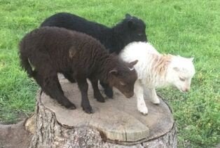 Ouessant Ooi & Ramlammeren, Dieren en Toebehoren, Schapen, Geiten en Varkens, Meerdere dieren, Schaap, 0 tot 2 jaar