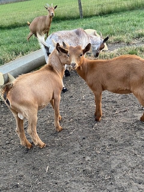 Dwerggeit bokje, Dieren en Toebehoren, Schapen, Geiten en Varkens, Mannelijk, Geit, 0 tot 2 jaar