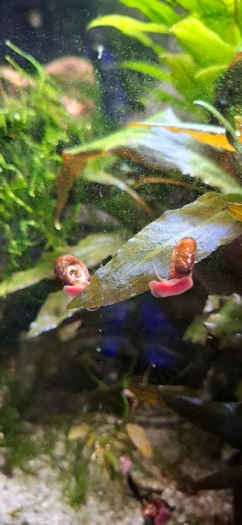 Gratis posthorenslakken, Animaux & Accessoires, Poissons | Poissons d'aquarium, Escargot ou Mollusque, Poisson d'eau douce