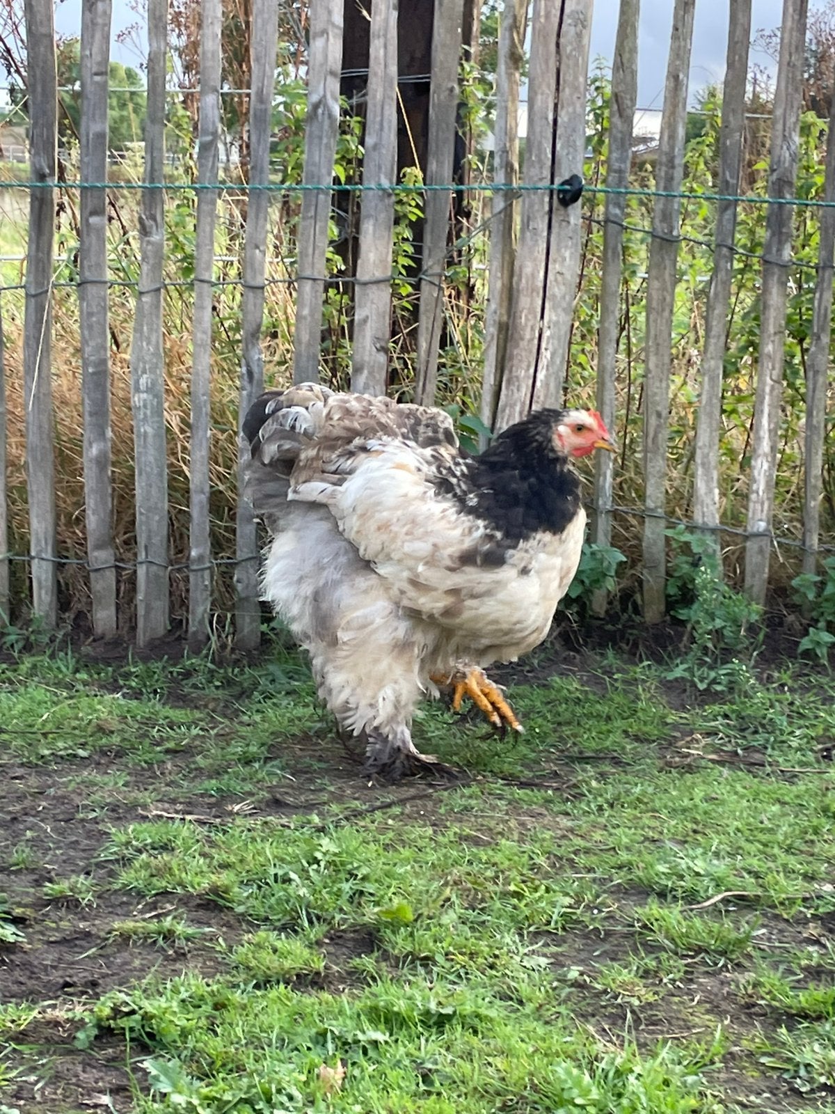 Cochin haan, Dieren en Toebehoren, Mannelijk, Kip