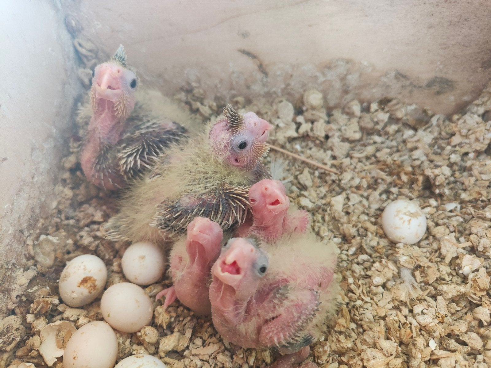 valkparkietjes, Dieren en Toebehoren, Vogels | Parkieten en Papegaaien, Parkiet