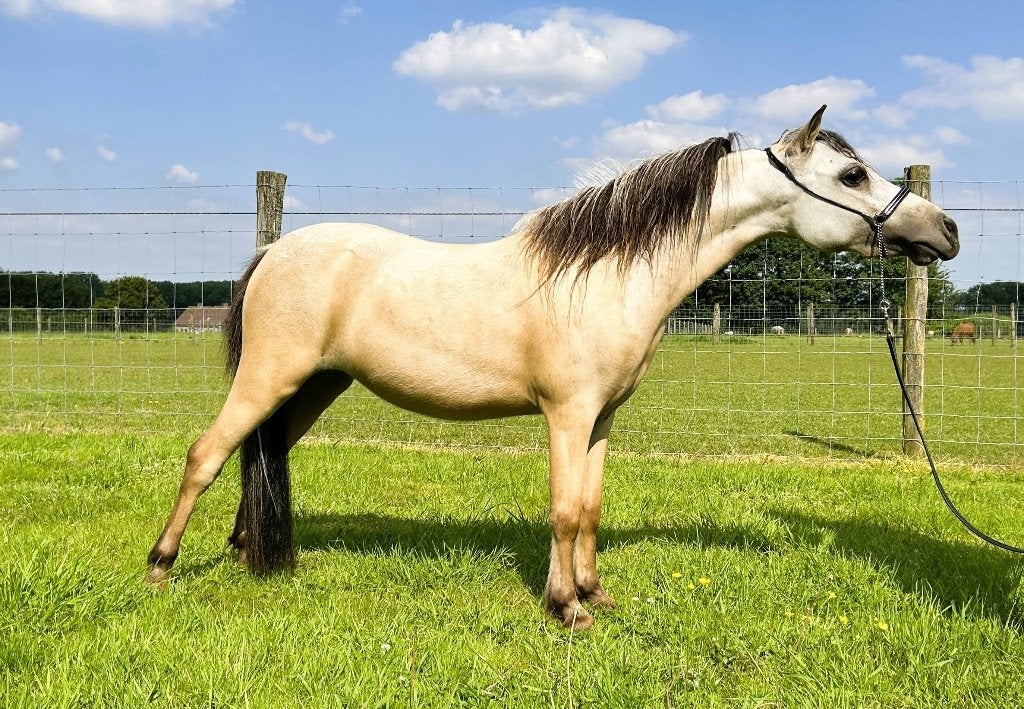 Wegens stopzetting, Dieren en Toebehoren, Hengst, Niet van toepassing, A pony (tot 1.17m), Met stamboom