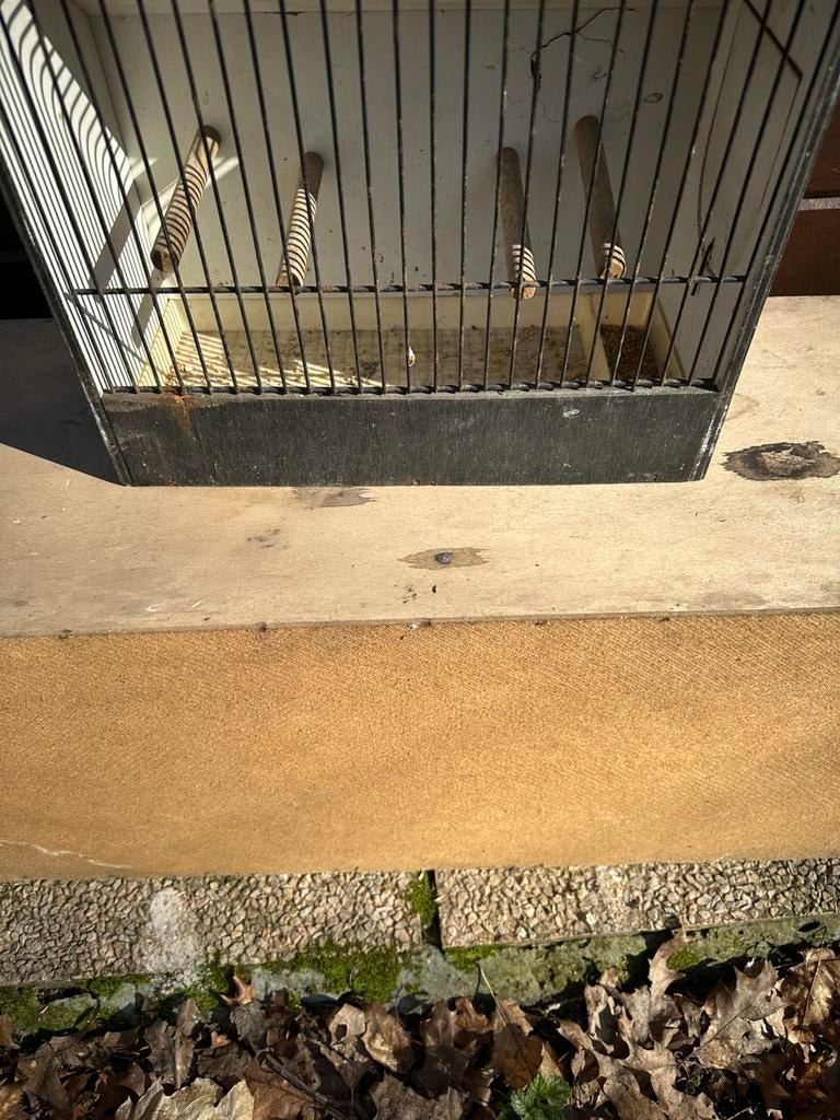 Parkiet kooi, Meerdere dieren, Wildzangvogel, Geringd