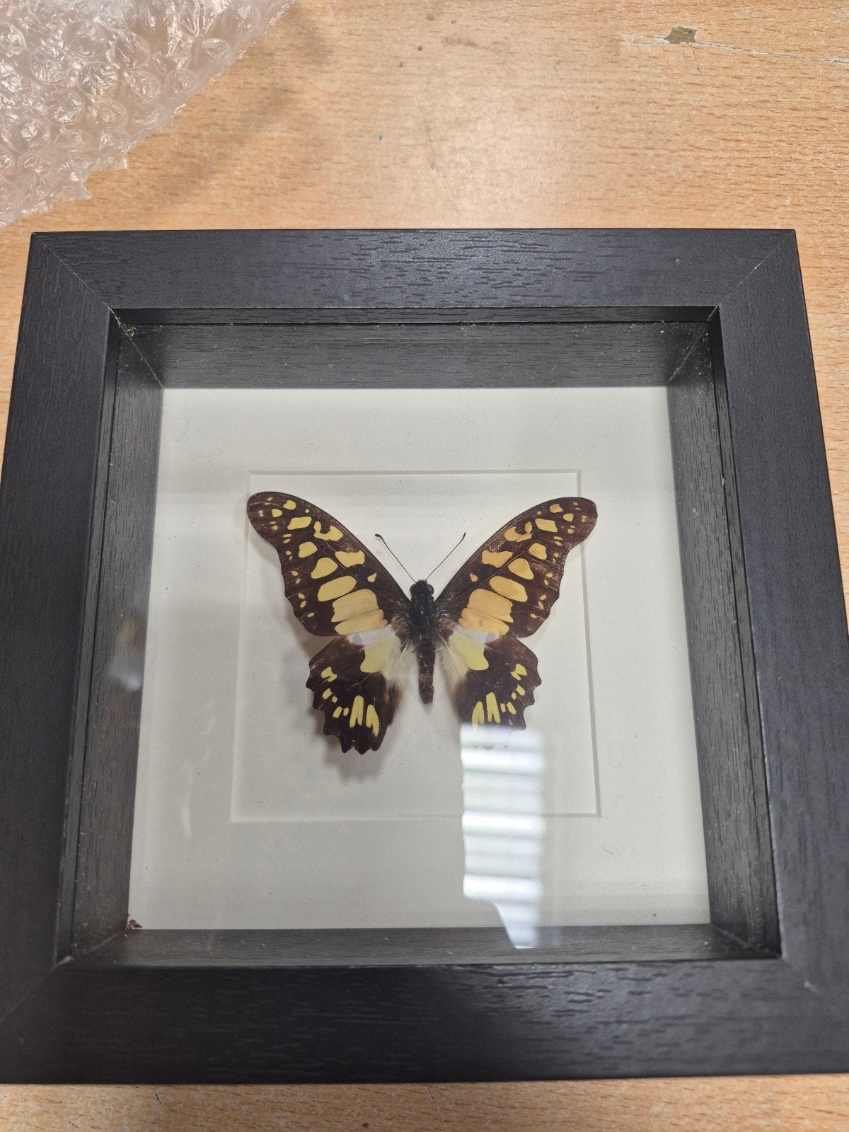 Graphium tyndereaus cabinet de curiosités, Enlèvement ou Envoi