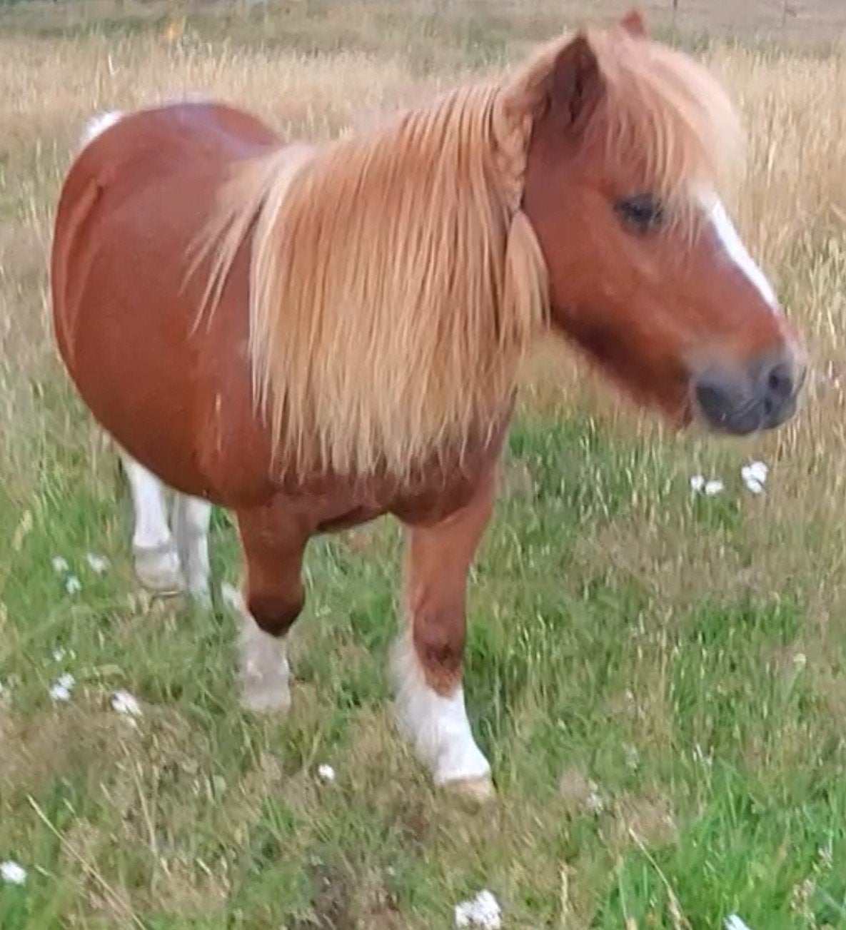 Hele lieve rustige kinderpony shetlander, B, 11 ans ou plus, Hongre, Poney de récréation