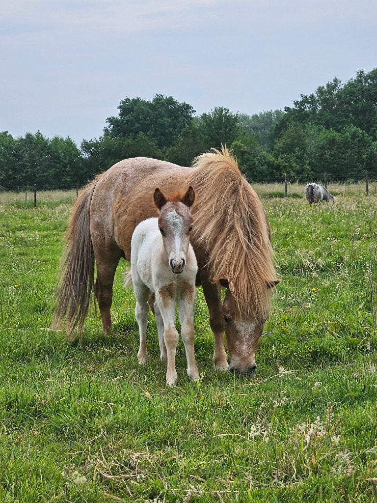 5-jarige appaloosamerrie met fewspot veulen, Merrie, Gechipt, 3 tot 6 jaar