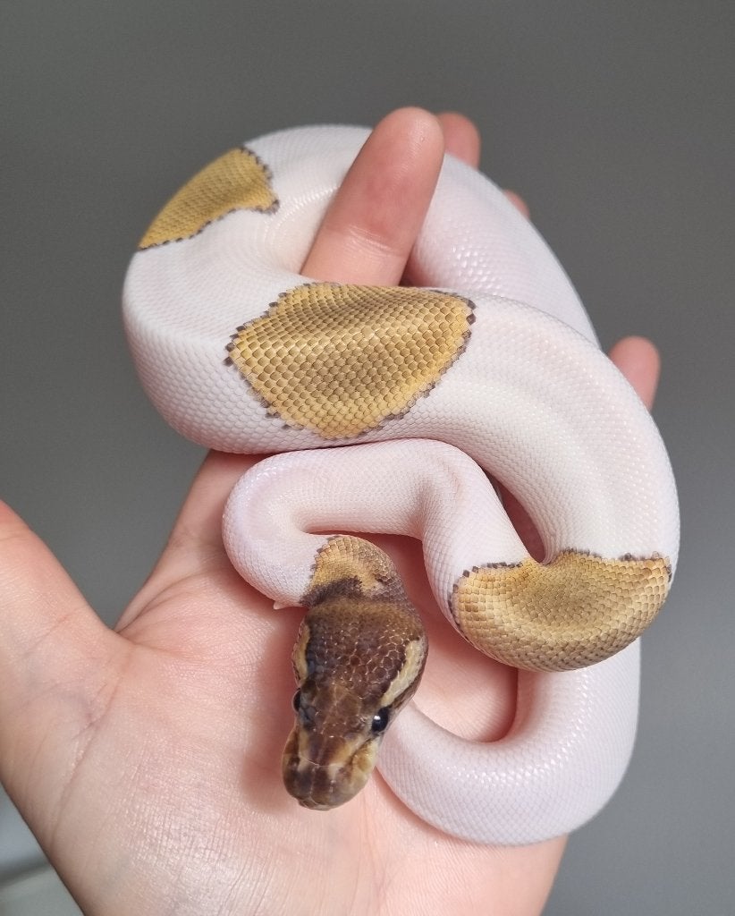 1.0 mojave piebald 66% het lavender albino Ball Python photo 2