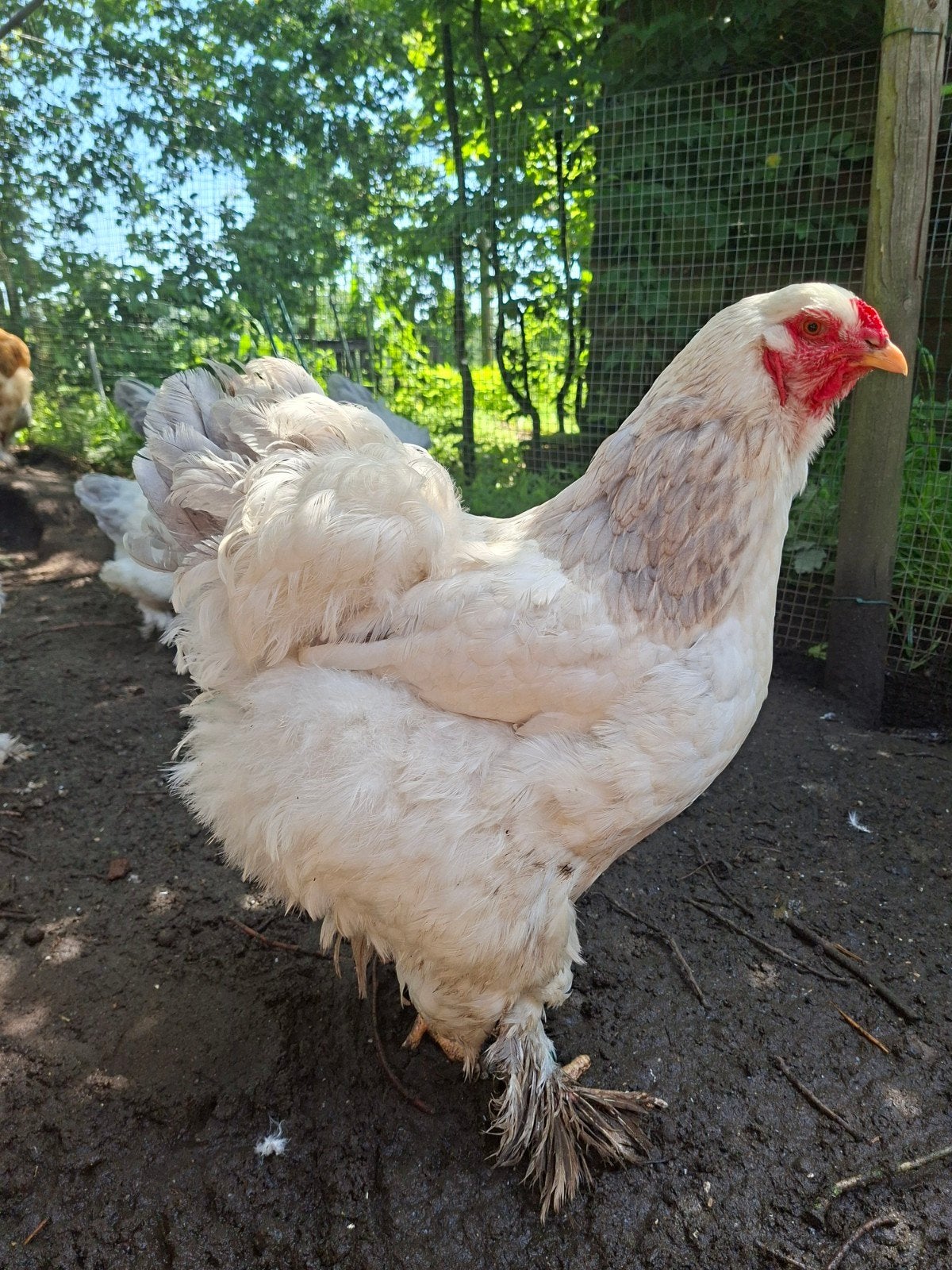 Ruime keuze brahma groothoender, Animaux & Accessoires, Volatiles, Poule ou poulet, Femelle