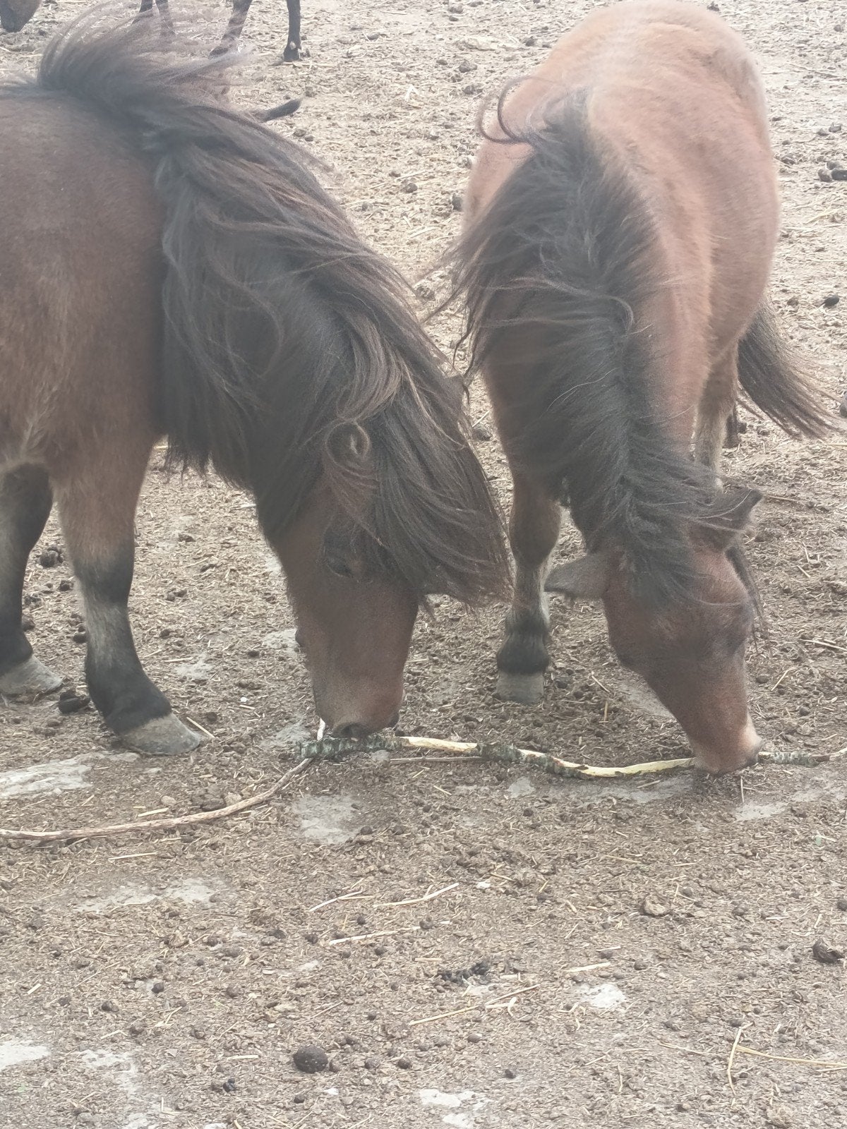 pony, Dieren en Toebehoren, Merrie, A pony (tot 1.17m), 3 tot 6 jaar, Gechipt