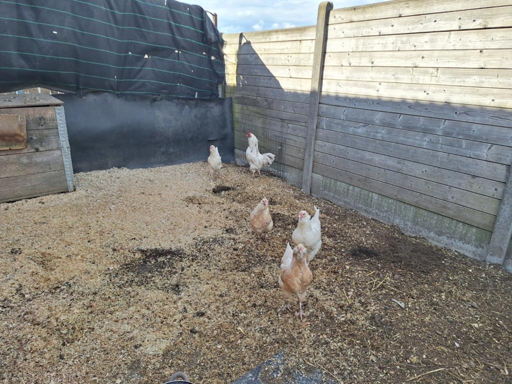 Coq chanteur et 4 poules disponibles, Animaux & Accessoires