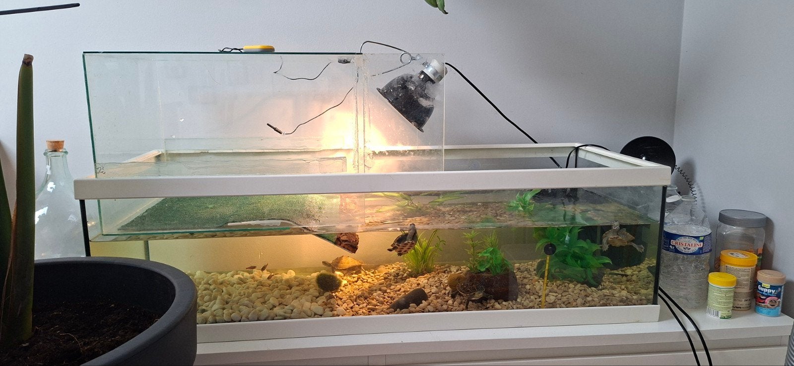4 tortue d'eau avec aquarium, Tortue