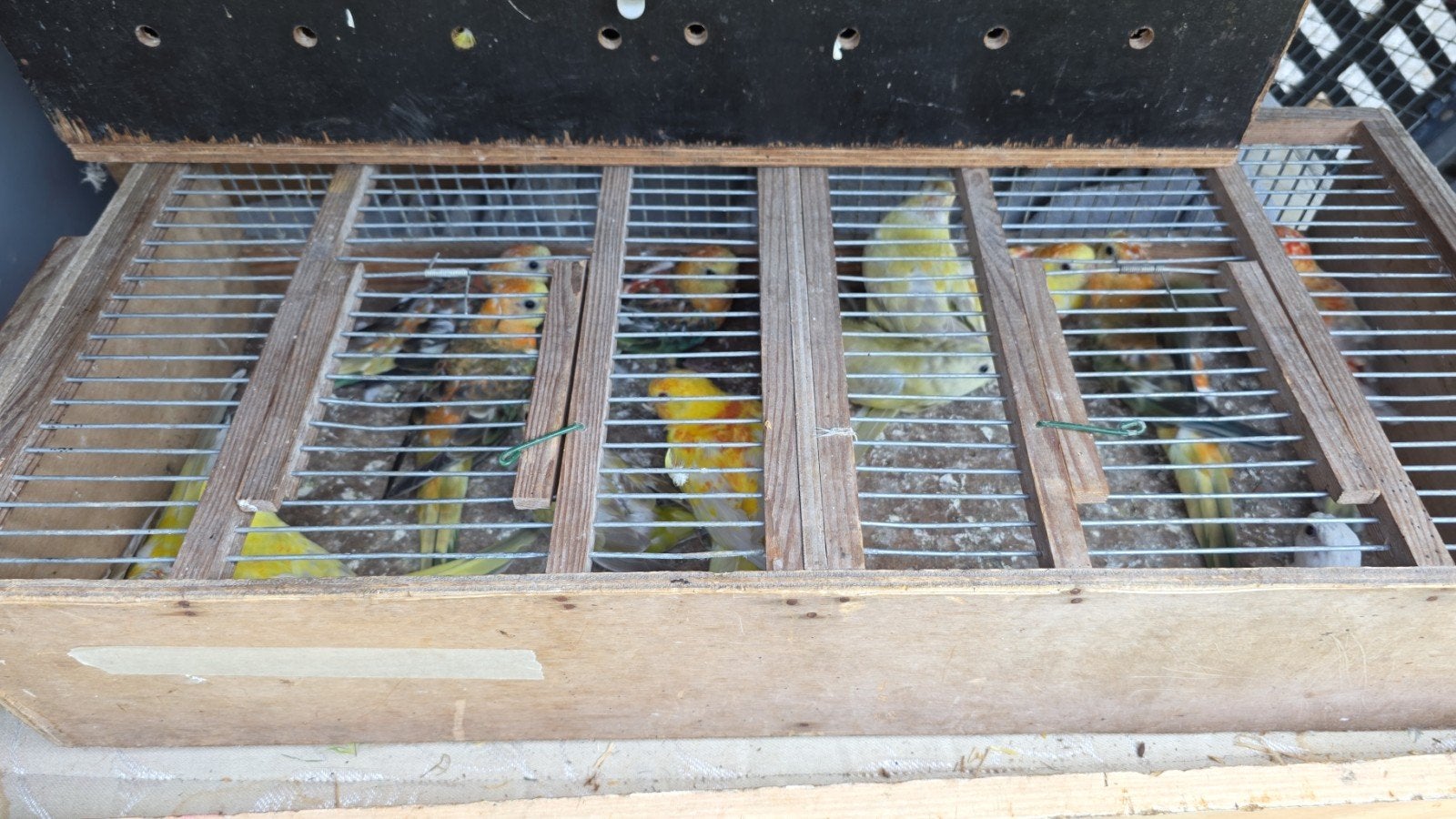 Roodruggen, Dieren en Toebehoren