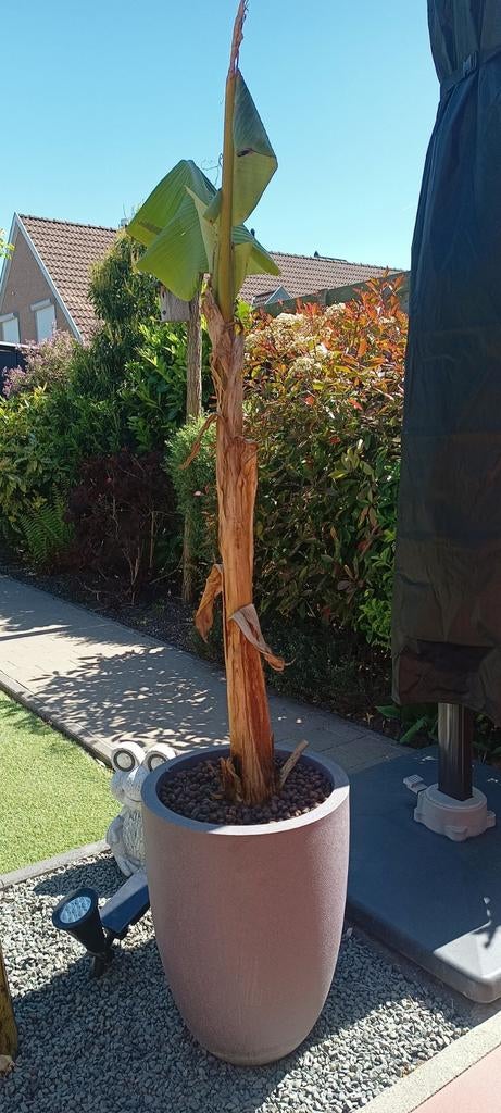 Bananenplant, Tuin en Terras, Ophalen